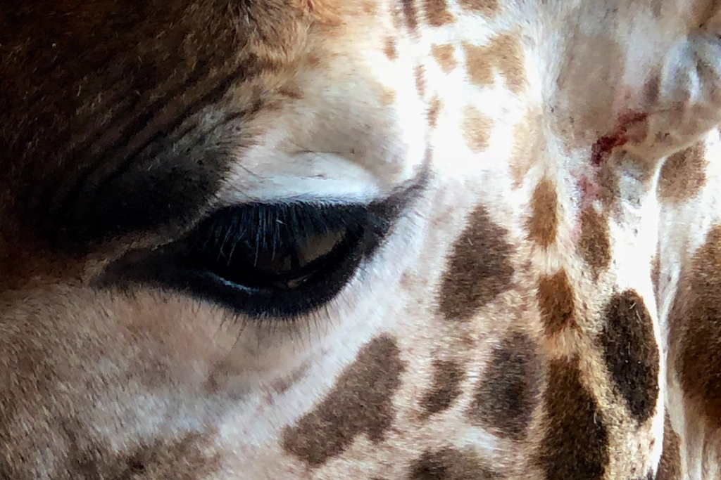 Eye of Giraffe 